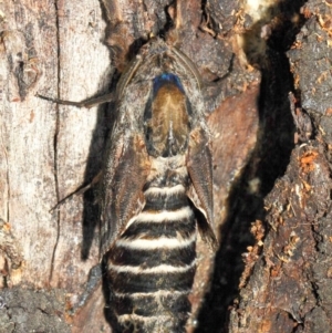 Endoxyla encalypti at Acton, ACT - 21 Jan 2019