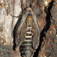 Endoxyla encalypti at Acton, ACT - 21 Jan 2019 01:27 PM