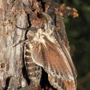 Endoxyla encalypti at Acton, ACT - 21 Jan 2019 01:27 PM