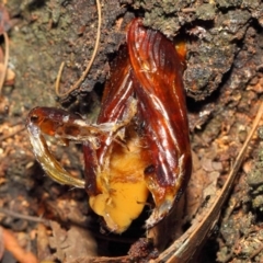 Endoxyla encalypti at Acton, ACT - 21 Jan 2019