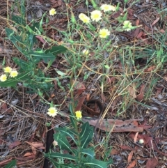 Lactuca serriola f. serriola at Garran, ACT - 24 Jan 2019