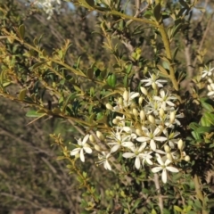 Bursaria spinosa (Native Blackthorn, Sweet Bursaria) at Bullen Range - 9 Jan 2019 by member1604