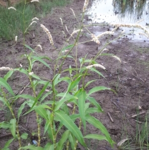 Persicaria lapathifolia at Dunlop, ACT - 27 Jan 2019 08:59 AM