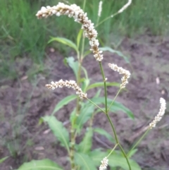 Persicaria lapathifolia at Dunlop, ACT - 27 Jan 2019 08:59 AM