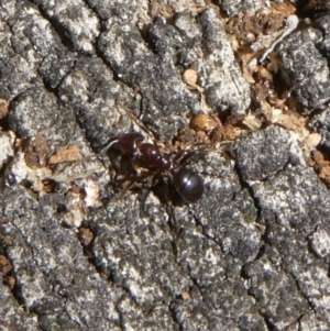 Papyrius nitidus at Theodore, ACT - suppressed