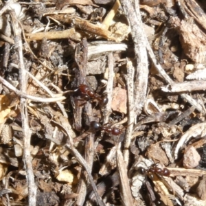 Papyrius nitidus at Theodore, ACT - 27 Jan 2019