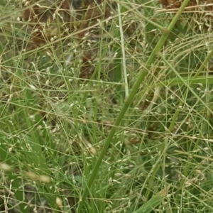 Panicum effusum at Isaacs Ridge - 27 Jan 2019 11:39 AM