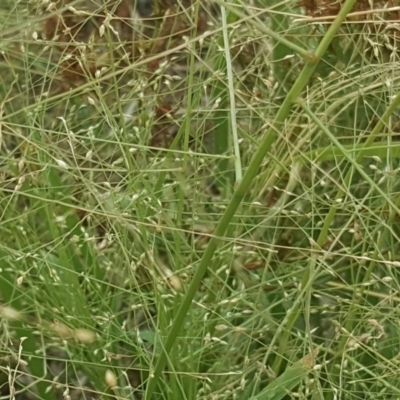 Panicum effusum (Hairy Panic Grass) at Isaacs Ridge and Nearby - 27 Jan 2019 by Mike