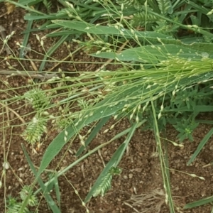 Panicum effusum at Isaacs Ridge - 27 Jan 2019