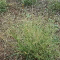 Panicum effusum at Isaacs Ridge - 27 Jan 2019 11:39 AM