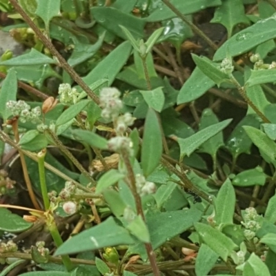 Einadia nutans subsp. nutans (Climbing Saltbush) at Isaacs Ridge - 27 Jan 2019 by Mike