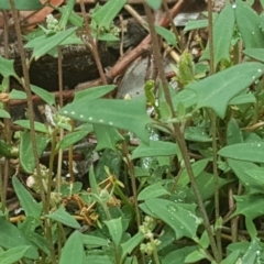 Einadia nutans subsp. nutans at Isaacs Ridge - 27 Jan 2019