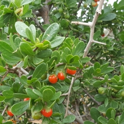 Lycium ferocissimum (African Boxthorn) at Isaacs Ridge - 27 Jan 2019 by Mike