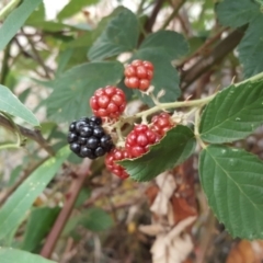 Rubus anglocandicans (Blackberry) at Isaacs, ACT - 27 Jan 2019 by Mike