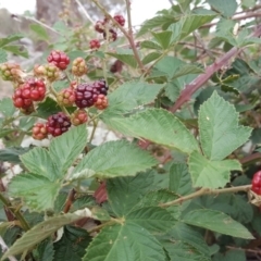 Rubus anglocandicans at Isaacs Ridge - 27 Jan 2019