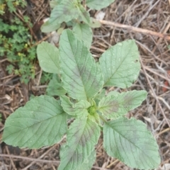 Amaranthus retroflexus (Redroot Amaranth) at Isaacs Ridge and Nearby - 27 Jan 2019 by Mike