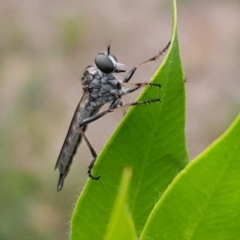 Cerdistus sp. (genus) (Yellow Slender Robber Fly) at Pearce, ACT - 26 Jan 2019 by Shell