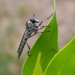 Cerdistus sp. (genus) (Robber fly) at Pearce, ACT - 26 Jan 2019 by Shell