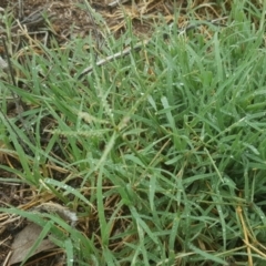 Cynodon dactylon (Couch Grass) at Isaacs, ACT - 27 Jan 2019 by Mike