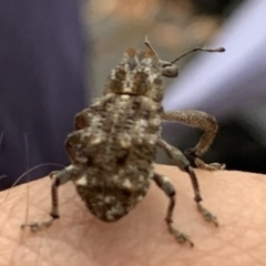 Orthorhinus cylindrirostris (Elephant Weevil) at Weston, ACT - 27 Jan 2019 by AliceH