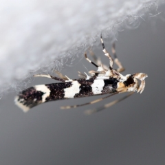 Limnaecia camptosema (Cosmopterigid) at O'Connor, ACT - 24 Jan 2019 by ibaird