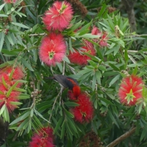 Myzomela sanguinolenta at Morton, NSW - 23 Jan 2019