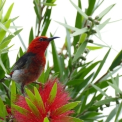 Myzomela sanguinolenta (Scarlet Honeyeater) at Morton, NSW - 11 Jan 2018 by vivdavo