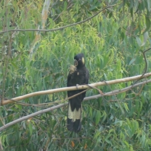 Zanda funerea at Morton, NSW - 23 Jan 2019 05:49 PM