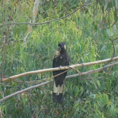 Zanda funerea (Yellow-tailed Black-Cockatoo) at Morton, NSW - 23 Jan 2019 by vivdavo
