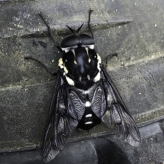 Triclista guttata (March or Horse Fly) at Woodburn, NSW - 27 Jan 2019 by IanS