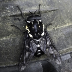 Triclista guttata (March fly) at Meroo National Park - 26 Jan 2019 by IanS