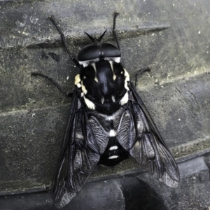 Triclista guttata at Woodburn, NSW - 27 Jan 2019 10:39 AM