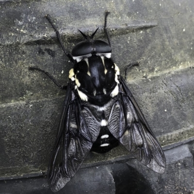 Triclista guttata (March or Horse Fly) at Woodburn, NSW - 27 Jan 2019 by IanS