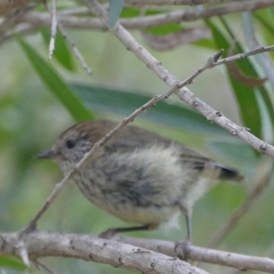 Acanthiza lineata (Striated Thornbill) at Morton, NSW - 23 Jan 2019 by vivdavo