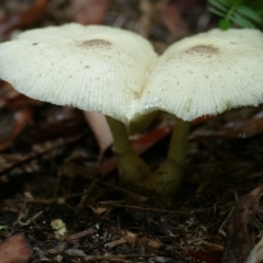 Leucocoprinus sp. (Leucocoprinus sp.) at Morton, NSW - 24 Jan 2019 by vivdavo