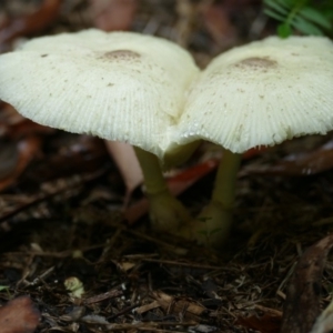 Leucocoprinus sp. at Morton, NSW - 24 Jan 2019