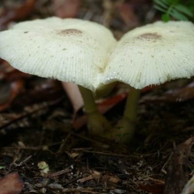 Leucocoprinus sp. (Leucocoprinus sp.) at Morton, NSW - 23 Jan 2019 by vivdavo