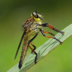 Zosteria rosevillensis (A robber fly) at Acton, ACT - 21 Jan 2019 by TimL