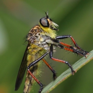 Zosteria rosevillensis at Acton, ACT - 21 Jan 2019 01:56 PM