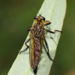 Zosteria rosevillensis at Acton, ACT - 21 Jan 2019