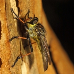 Zosteria rosevillensis (A robber fly) at ANBG - 21 Jan 2019 by TimL