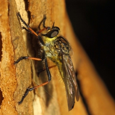 Zosteria rosevillensis (A robber fly) at Acton, ACT - 21 Jan 2019 by TimL