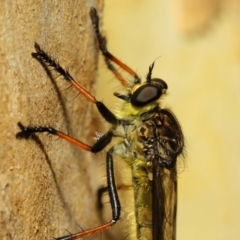 Zosteria rosevillensis at Acton, ACT - 21 Jan 2019 01:51 PM