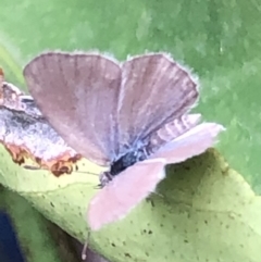 Zizina otis (Common Grass-Blue) at Monash, ACT - 27 Jan 2019 by jackQ