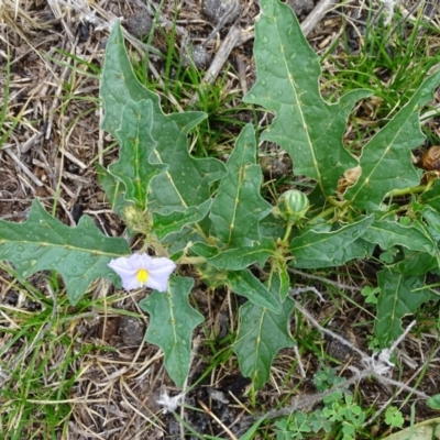Solanum cinereum (Narrawa Burr) at Isaacs, ACT - 26 Jan 2019 by Mike