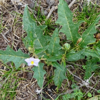 Solanum cinereum (Narrawa Burr) at Isaacs Ridge - 27 Jan 2019 by Mike
