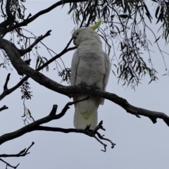 Cacatua galerita (Sulphur-crested Cockatoo) at Isaacs, ACT - 27 Jan 2019 by Mike