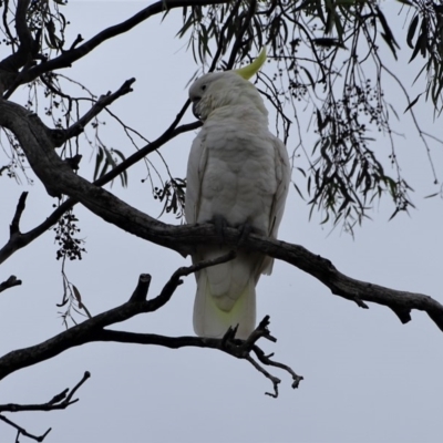 Cacatua galerita (Sulphur-crested Cockatoo) at Isaacs Ridge and Nearby - 26 Jan 2019 by Mike