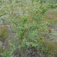 Rosa rubiginosa at Isaacs, ACT - 27 Jan 2019