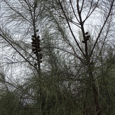 Allocasuarina verticillata (Drooping Sheoak) at Isaacs Ridge - 27 Jan 2019 by Mike